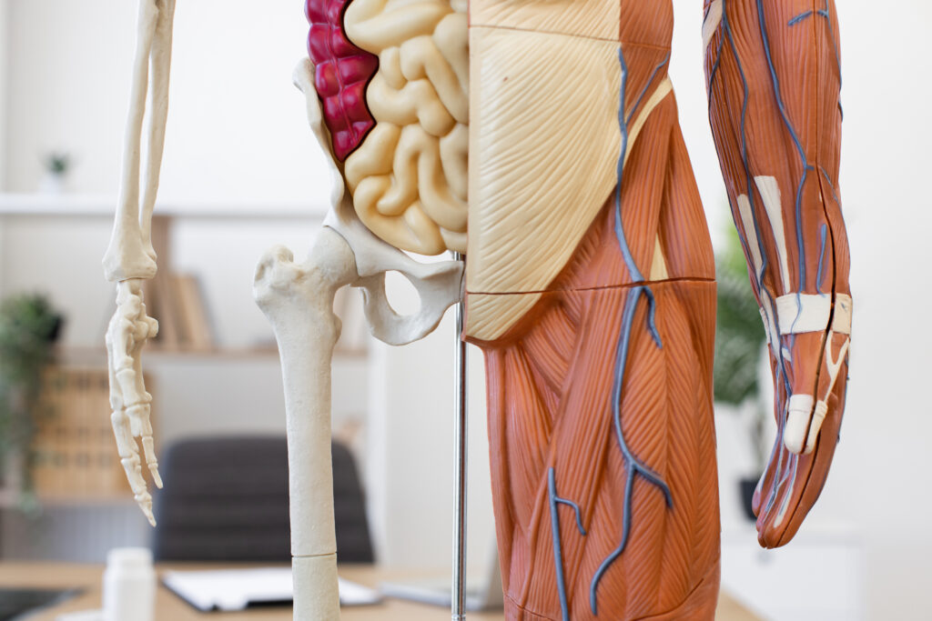 허벅지 앞쪽 대퇴사두근 중 스쿼트 무릎 통증의 핵심 원인이 되는 대퇴직근(Rectus Femoris) 해부학 구조도